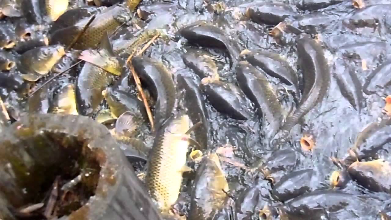 Feeding the Catfish YouTube