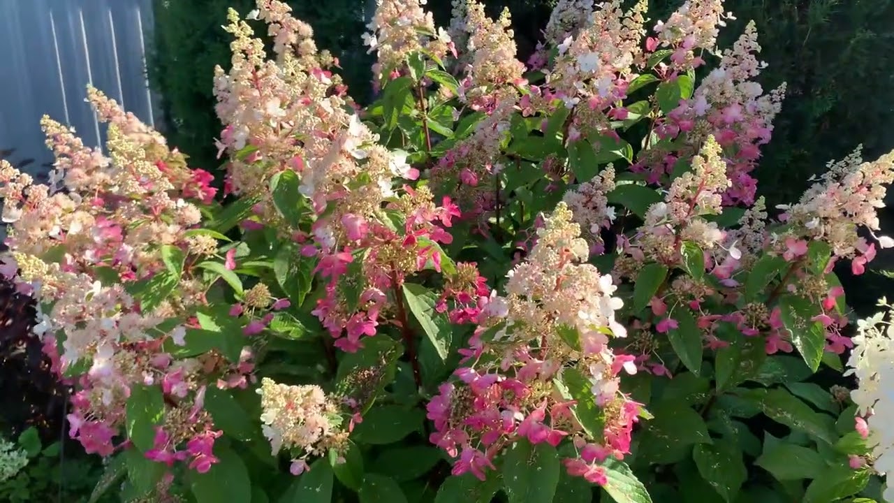 27.08.2025. Хакасия. Приглашаю в мой сад 🌺🌺🌺