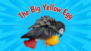 Einstein and the Big Yellow Egg! by Einstein Parrot 5,068 views 3 days ago 3 minutes, 35 seconds