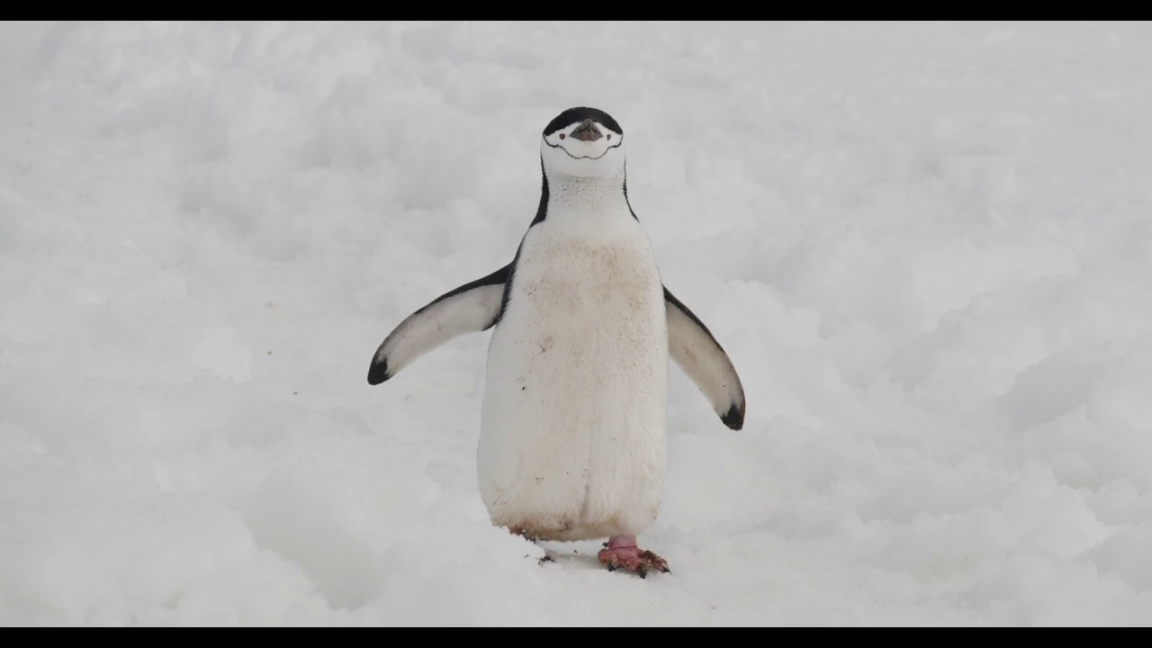 Chinstrap Penguin: Bobby or Charlie? 