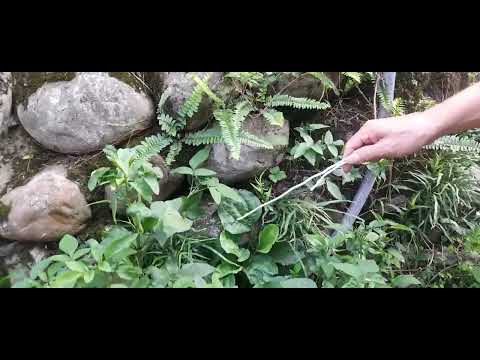 福田五術 李老師 主講 中醫學（青草藥：認識野生植物之‘’性味歸經＆功效與主治。）［分享文］！！！