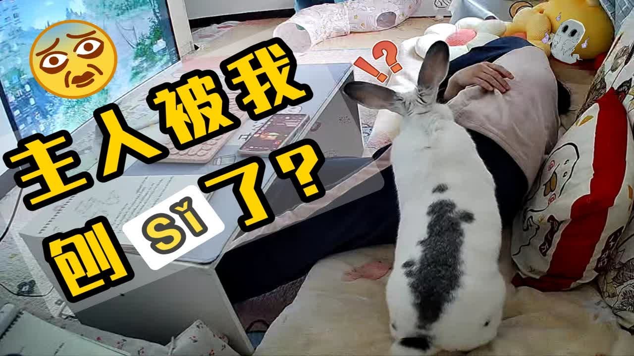 不想理兔兔 就装死吧!嘿嘿 - YouTube