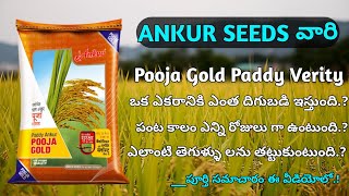 Ankur Pooja gold paddy Verity full details in telugu | ankur Pooja paddy seeds screenshot 4