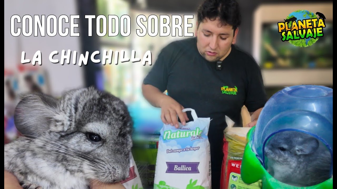 Cuidados de la chinchilla