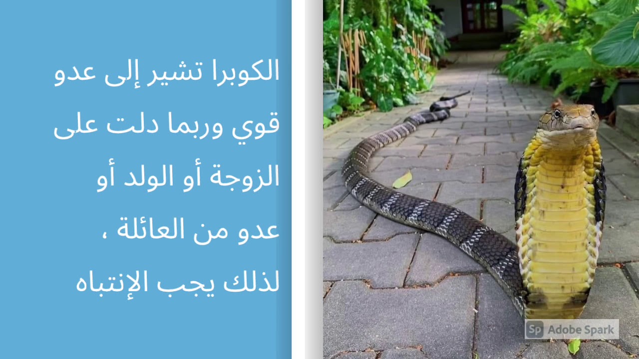 تفسير رؤية أفعى الكوبرا في المنام وما عليك فعله فورا بعد رؤيتها ثعبان تفسير الأحلام أفعى منام Youtube
