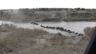Wildebeest crossing - Mara River, Tanzania by Wild Escapes 16,293 views 8 years ago 5 minutes, 44 seconds