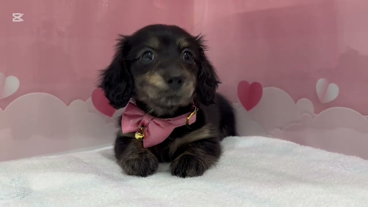 ミニチュアダックスフンド