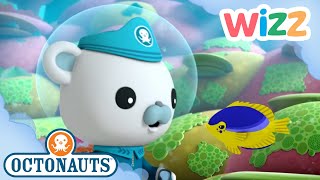 octonauts bully the bullies full episode cartoons for kids wizz