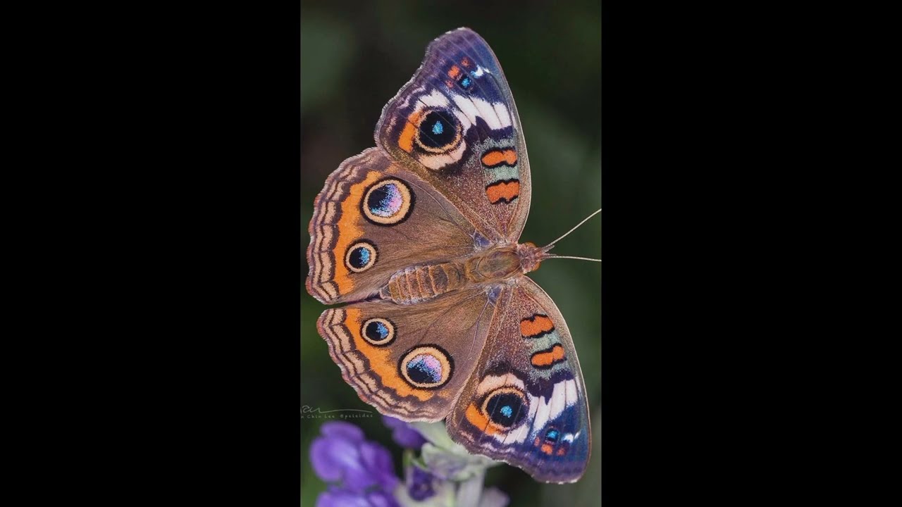 Beautiful Butterfly Pictures