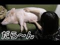ペットとして飼い慣らされたブタのだらけ方が凄すぎたwww