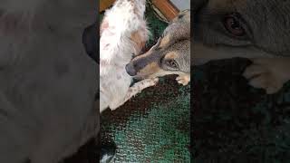 Тбилиси 🇬🇪 Сакартвело 💌 Грузия Приют Тамаза Элизбарашвили 🐕💌🍀🙏