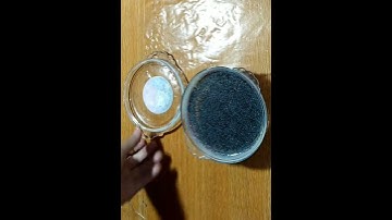 Thumbnail of Cara mudah Merendam biji selasih, 5X lebih banyak#shorts#caramerendambijiselasih