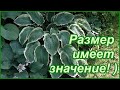 Гигантские и крупные хосты в моем саду. Хостовый релакс!