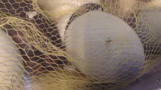 Famous Hatching Olive Egger Wealth