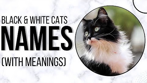 Black and White Cat Names 2024| Tuxedo Cat Names