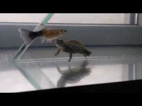 Видео: Жизнь красноухой черепахи\\Черепаха под водой