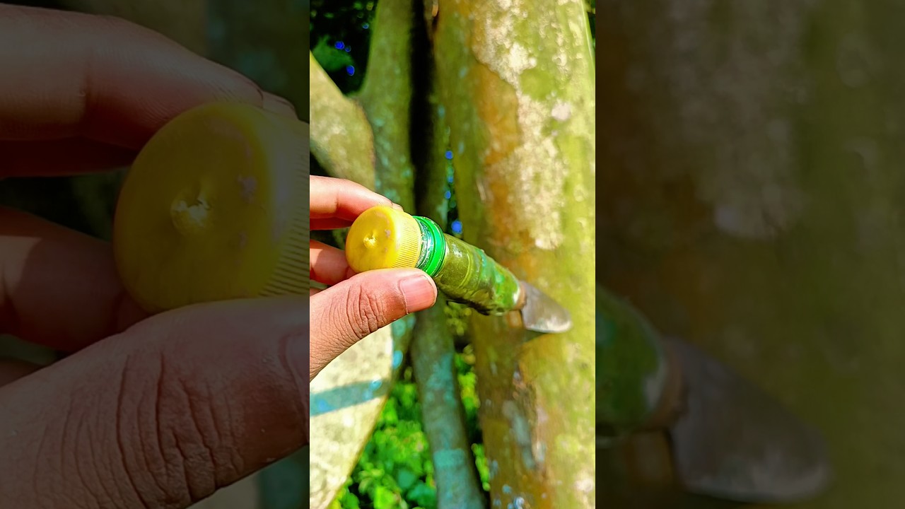 Boostgraph technique in the jungle 