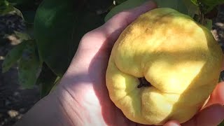 видео: Алиоли де Кудонь. Рецепт из Айвы картинка: Алиоли де Кудонь. Рецепт из Айвы