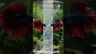 This Betta Fish Breeding Method Changes Everything 🔥🐠🐠 #bettafish #shorts #viral #fish #shorts