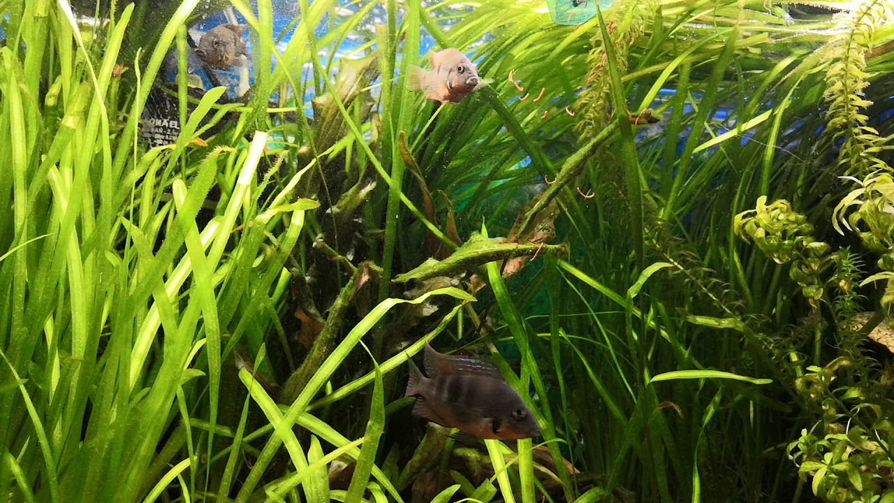 Окормление цихлазом Меека