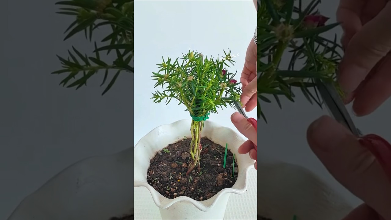 Prune remove problem and design style plant Portulaca Flower #shorts #garden #plants #viralvideo