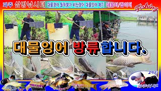 20250628 대물향어/향어, 대물잉어(이벤트어종) 80kg 방류 완료. 현지에서 방류 소식 