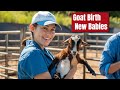 How I Turned Goat Farming Into a $1 Million Business