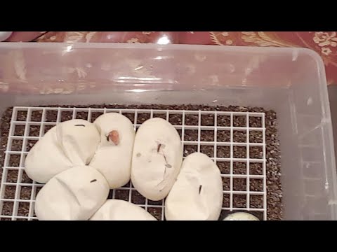 camera iphone 8 plus apk Live Egg Cutting Clutch#2