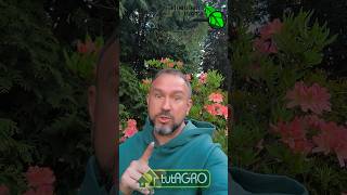 Хотите томаты без клалоспориоза и фитофторы? Пора действовать! Вот что надо сделать в первую очередь