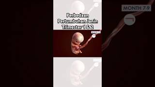 Download Lagu Perbedaan Pertumbuhan Janin Trimester 1 dan 2 MP3