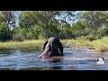 Jabu feet in the air swim | Living With Elephants Foundation | Okavango Delta, Botswana |