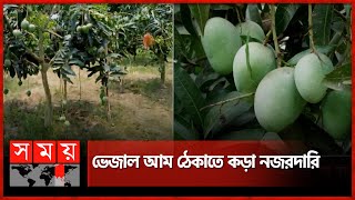 নওগাঁর আম বাজারে আসছে কবে? | Mango Market | Agriculture | Business News | Naogaon | Somoy TV