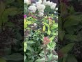 Спирея # спирея#многолетники #алтай #модныйсад