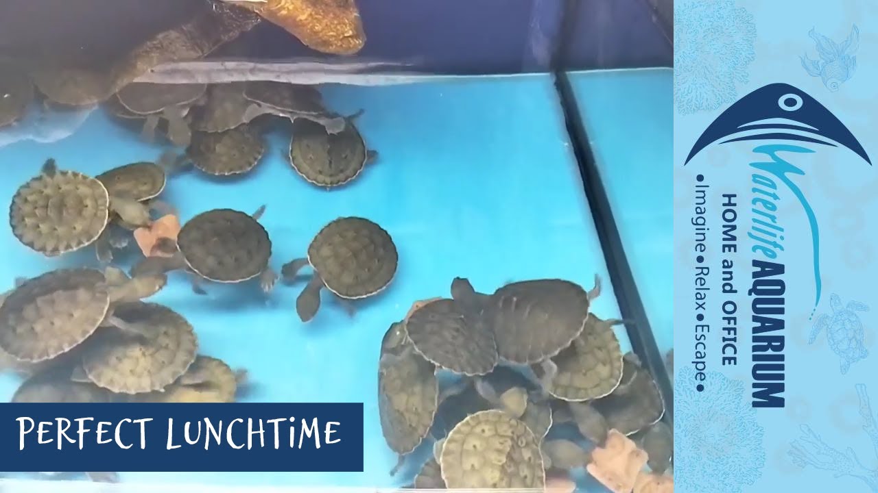 Short Neck Turtle Hatchlings Waterlife Aquarium YouTube