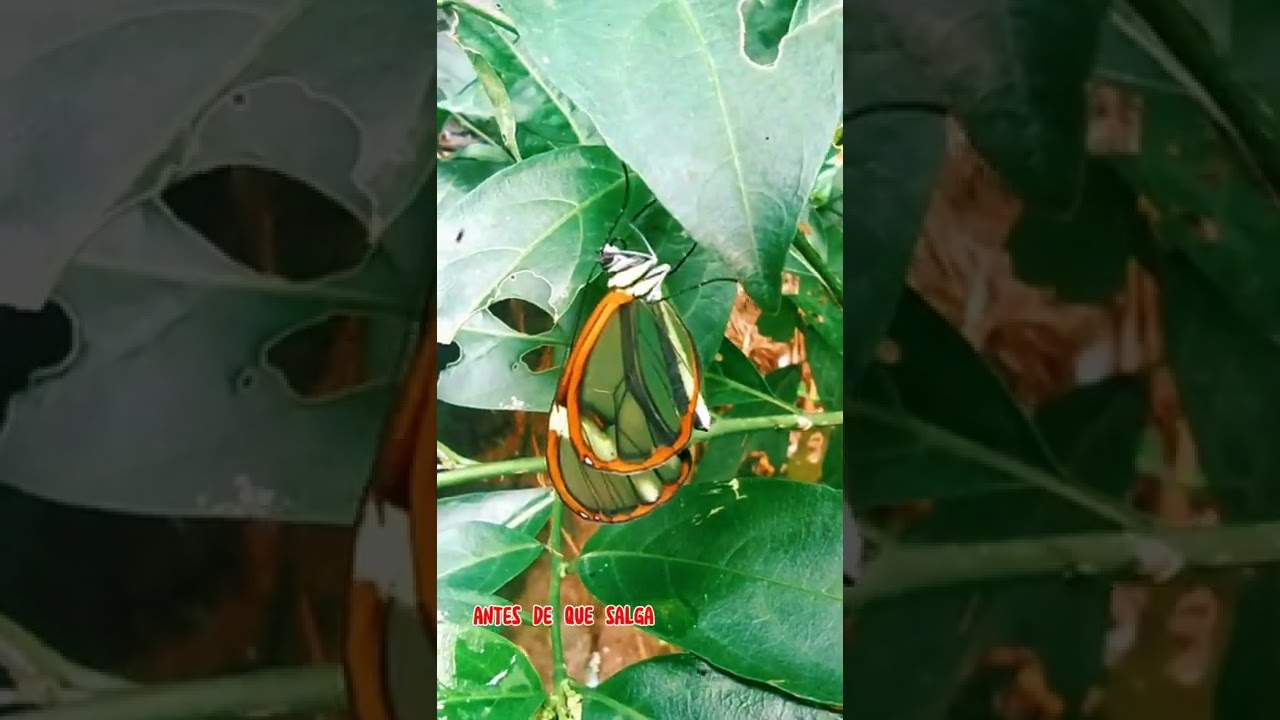 Pagyris cimothoe sobre cestium nocturnum(galán nocturno)