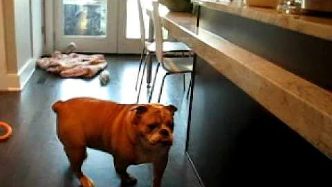 Bernice Dances For Food