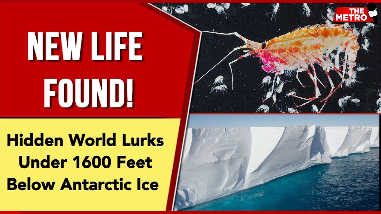 The Hidden World! Scientists discover secret river 1600 feet below Antarctica full of marine life