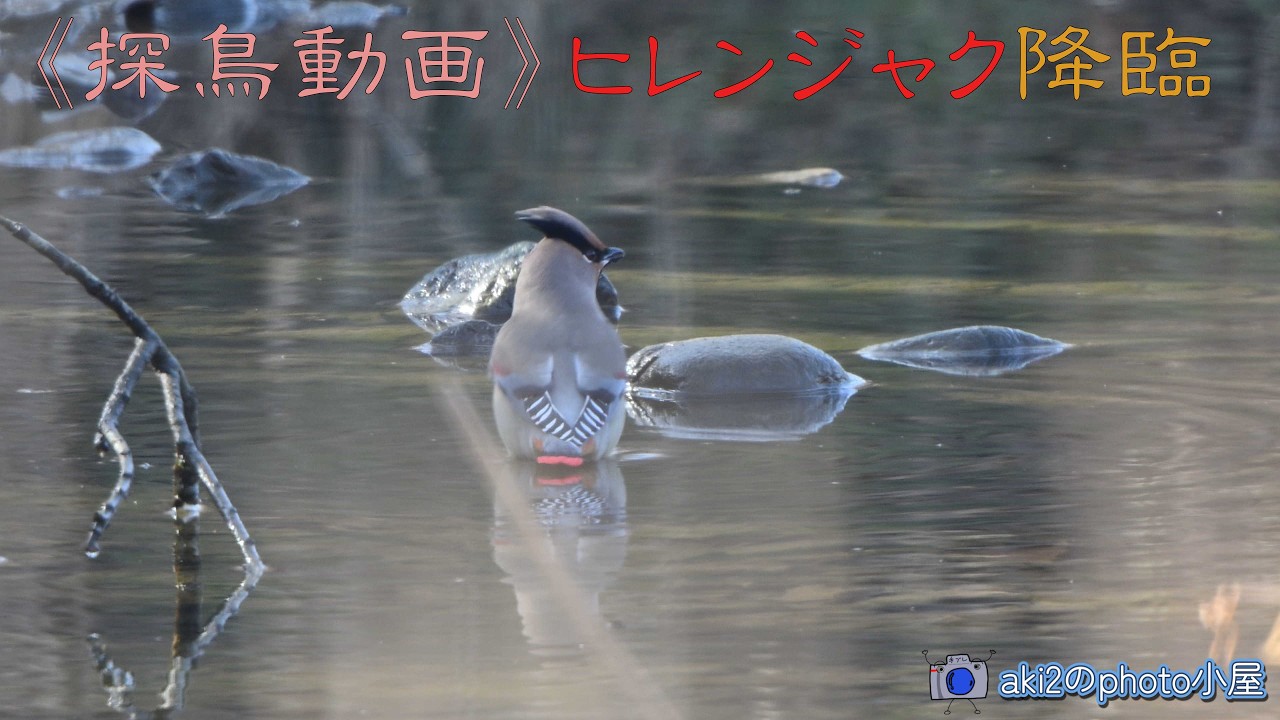 《探鳥動画》ヒレンジャクが舞うビオトープ　2026年2月23日