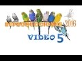 PERIQUITOS AUSTRALIANOS /revisiones de nidos 5to. Video