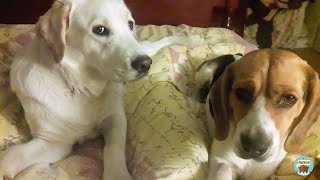 Labrador and beagle eating crisps ASMR video by Amos 299 views 2 years ago 3 minutes, 36 seconds