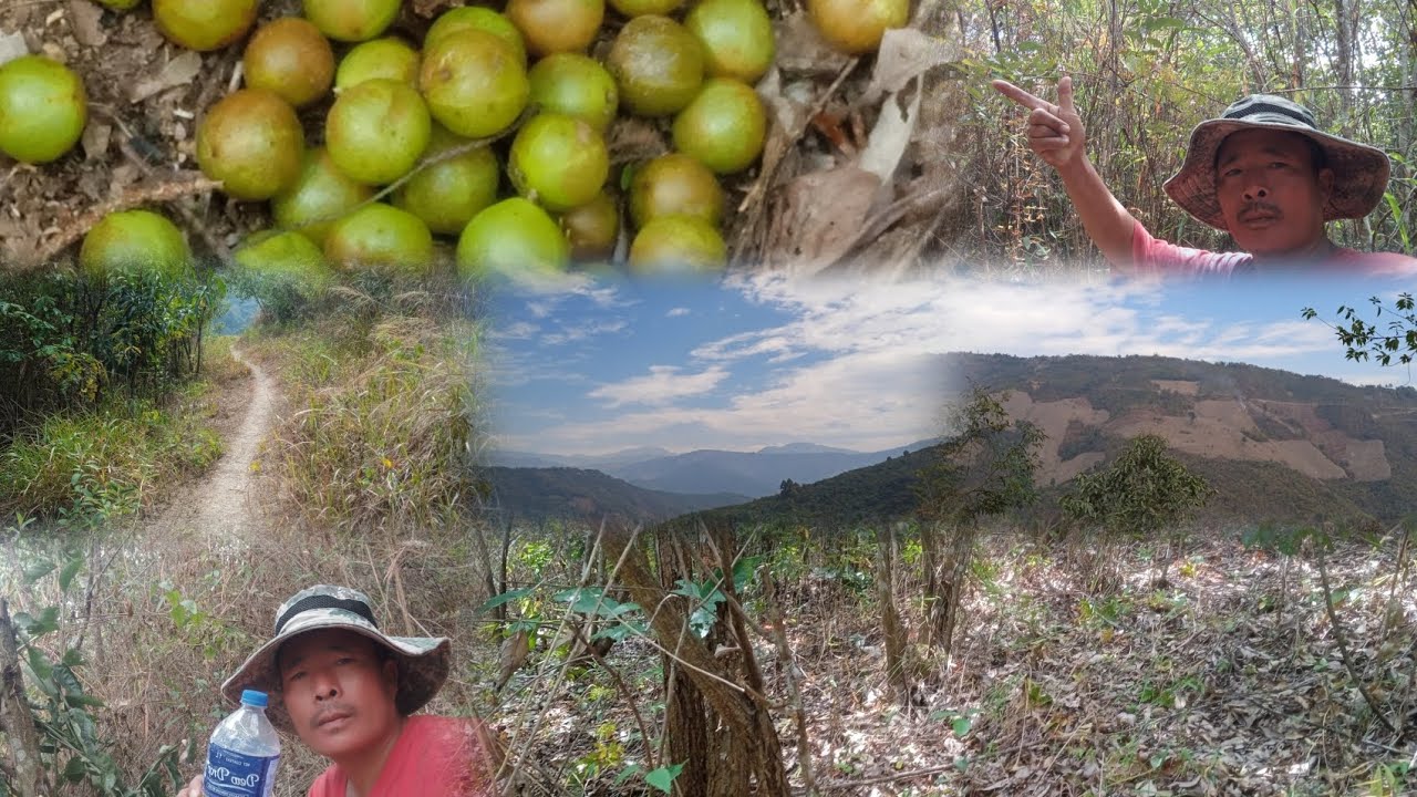 Went to the jungle to collect some fruits and many more adventure, must watch @aziba vlog