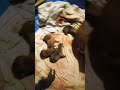 SIX PACK OF PUPPIES #pitbull #puppy #oldschool #hiphop #music #rap #oldies #foryou #trending #reels