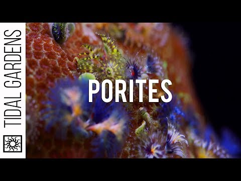 Porites "Jewel" Coral and their Bisma Worms