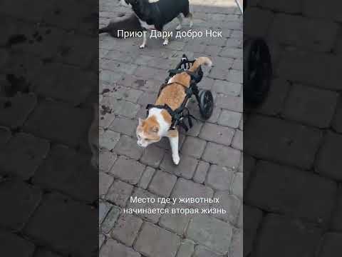 Котик и собака инвалиды учятся ездить на колясках | Вторая жизнь спасённых животных .