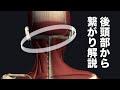 後頭部からの神経や膜組織の繋がりを解説してみた