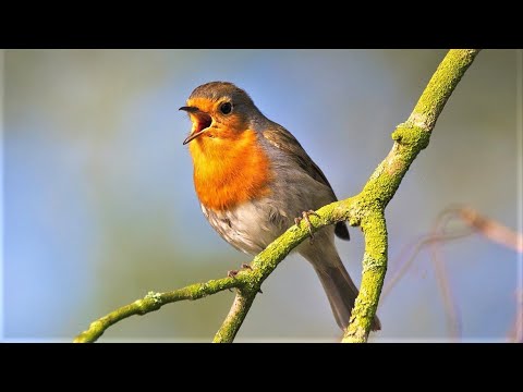 10 Hours of Bird Chirping Sounds For Sleeping / Relaxation | Beautiful ...