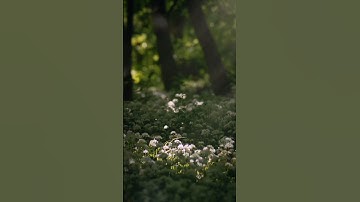 سورة الأنعام _ الآيات 15-16...#قرآن #ذكر #آيات #اكسبلور #explore #quran