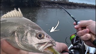 Fishing in the RAIN for MULLOWAY and FLATHEAD