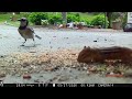 Chipmunk and Blue Jays Feeding