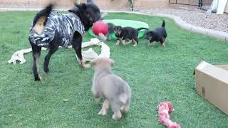 Desert Sol Chinooks Avatar Litter Week 6 - Aelin back to her playful self with the pups